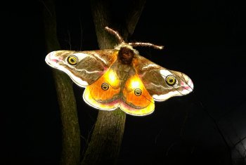 Magical night-time nature trail at Hollingworth Lake that’s perfect for families