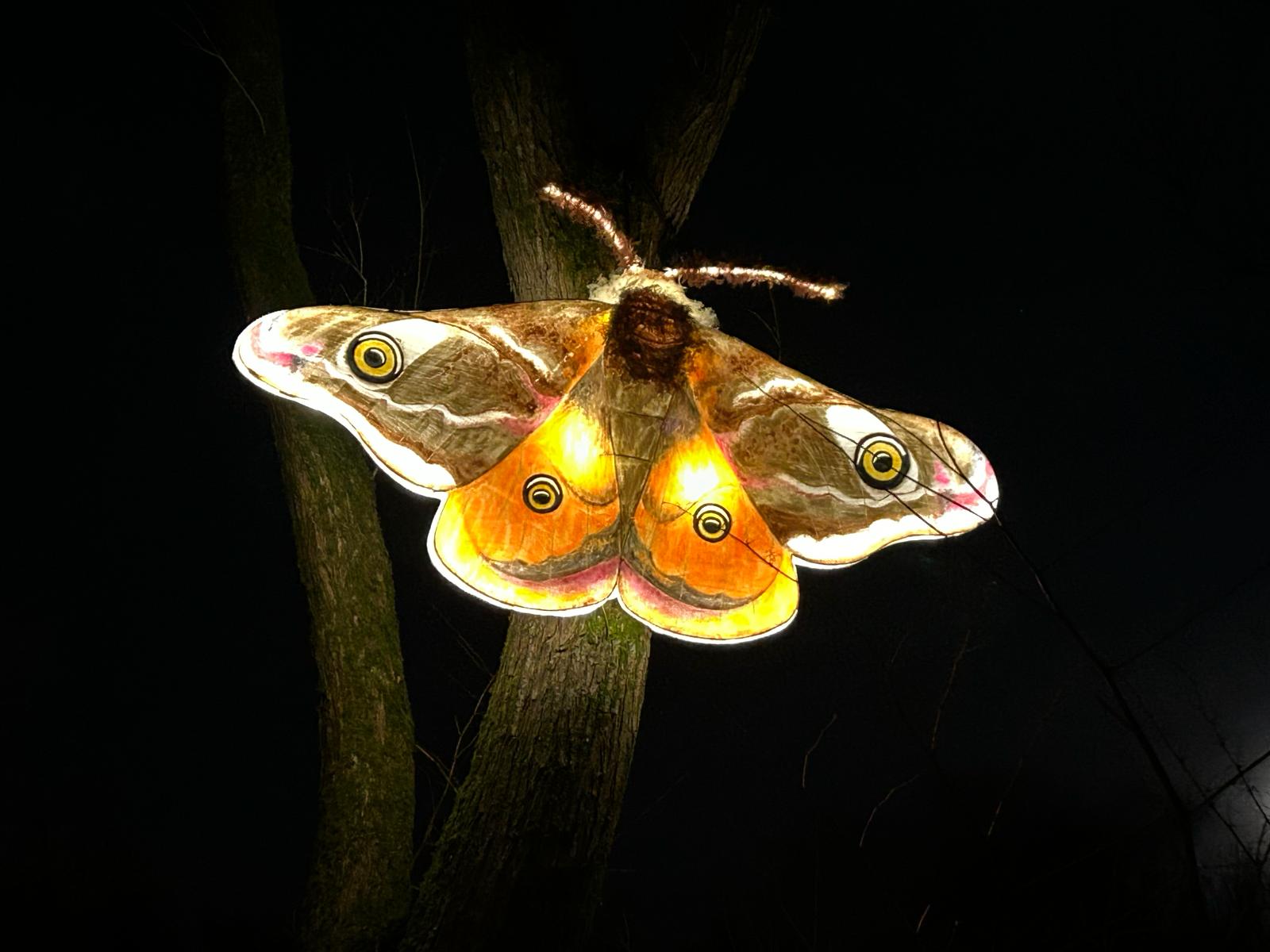 Image: Magical night-time nature trail at Hollingworth Lake that’s perfect for families